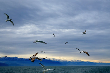 Fototapeta na wymiar Different types of seagulls in the sky. Birds fly behind a fishing boat. Animals catch small fish. Black Sea. Spring, day, overcast. 