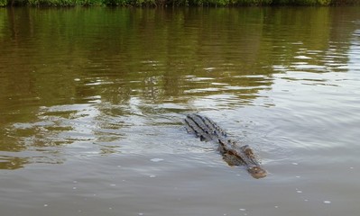 Estuarine crocodile swims in North Australian coastal stream
