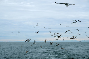Different types of seagulls in the sky. Birds fly behind a fishing boat. Animals catch small fish. Black Sea. Spring, day, overcast.

