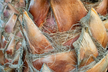 Palm-tree bark background