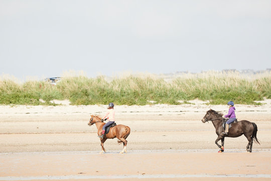 Scottish horses in scapa bay - scotland uk