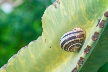 The snail Adherent on a tree Cactus