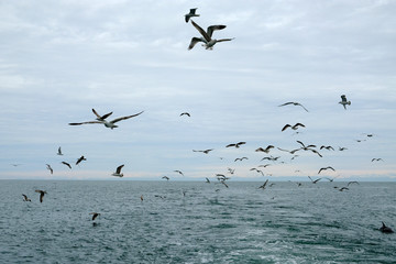 Different types of seagulls in the sky. Birds fly behind a fishing boat. Animals catch small fish. Black Sea. Spring, day, overcast.
