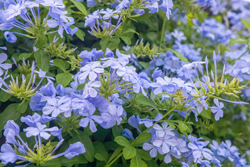 Plumbago europaea, also known as the common leadwort, is a plant species in the genus Plumbago found in the Mediterranean Basin and Central Asia