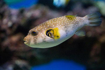 Spotted puffer fish in an aquarium underwater