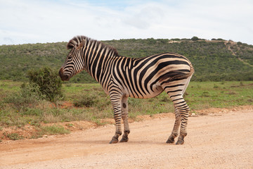 Fototapeta na wymiar Zebra im Addo Elephant National Park