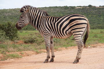 Fototapeta na wymiar Zebra auf der Straße im Addo Elephant National Park
