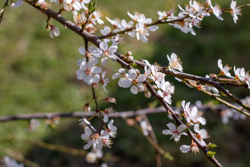 Tree buds in the spring. Plum buds. Plum blossom. Spring background