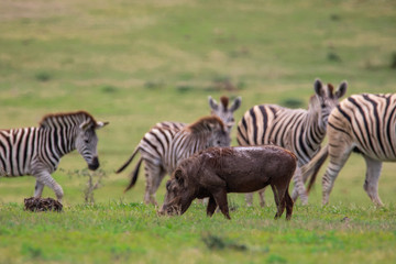Fototapeta na wymiar Warzenschwein und Zebras im Addo Elephant National Park