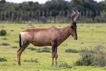 Naklejka na ściany i meble Antilope im Addo Elephant National Park in Südafrika