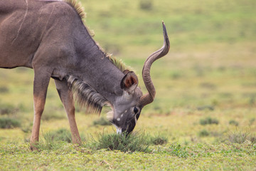 Antilope im Addo Elephant Nationalpark