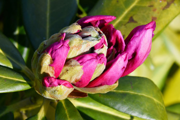The rhododendron flower begins to bloom