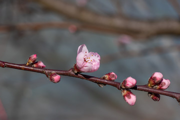 Beautiful blooming peach tree in early spring. Spring background - peach tree buds, blossomed on a sunny day
