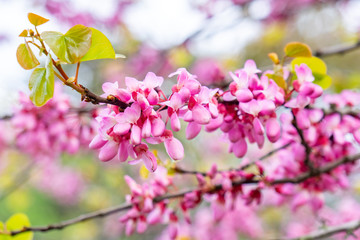 Tree with red, pink flowers in spring