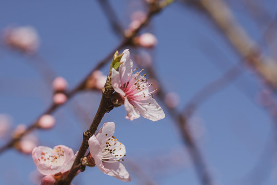 Beautiful blooming peach tree in early spring. Spring background - peach tree buds, blossomed on a sunny day
