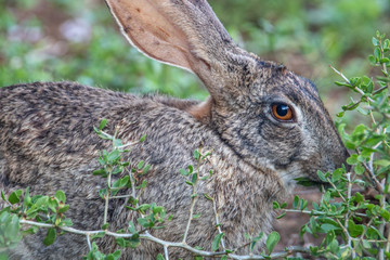 Hase im Addo Elephant Nationalpark in Südafrika