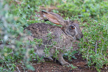 Hase im Addo Elephant Nationalpark in Südafrika