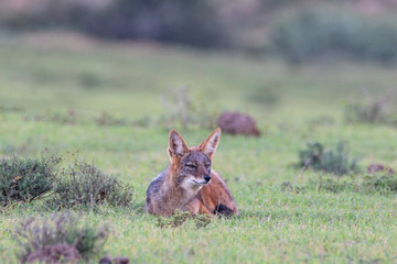 Schabrackenschakal im Addo Elephant National Park in Südafrika