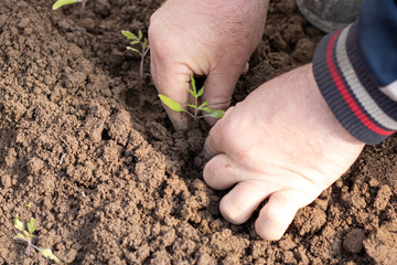 A man plants young tomato slices, organic, healthy, green. Man´s hand hold, protect, gardening young tomato seedling. Young tomato plant in the soil. Home Organic Farming Concept 