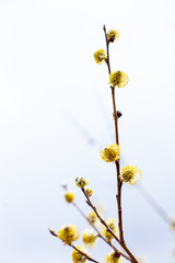 branch of a blossoming tree
