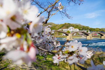木造アーチ構造の錦帯橋と桜