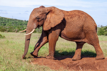 Fototapeta na wymiar Elefant im Addo Elephant National Park