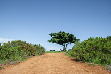 Fototapeta na wymiar Landschaft im Addo Elephant Nationalpark in Südafrika