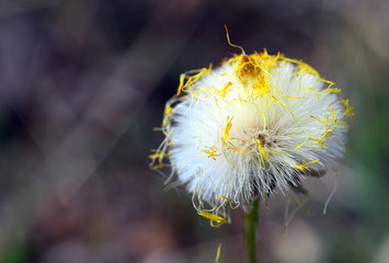 Weiße Samen mit Resten von gelben Blütenblättern
