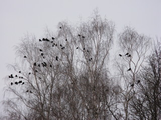 Winter
