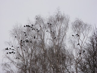Winter