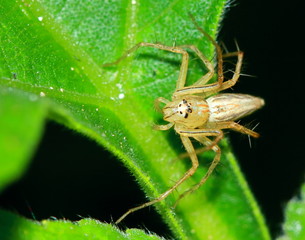 Macro Photography of Jumping Spider on Green Leaf