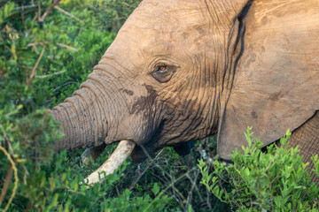 Elefant im Addo Elephant National Park