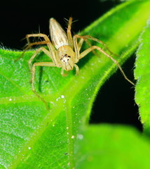 Macro Photography of Jumping Spider on Green Leaf