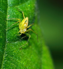 Macro Photography of Jumping Spider on Green Leaf
