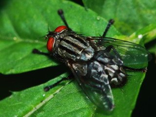 Small fly insects in macro photography on background