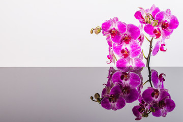 Kwiaty orchidei i lustrzane odbicie.  Tło z kwiatami i wolna przestrzeń na napisy.