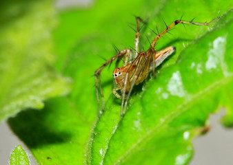 Macro Photography of Jumping Spider on Green Leaf