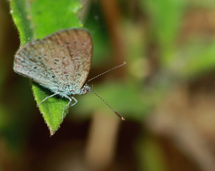 Fototapeta na wymiar Macro photo of a butterfly close-up