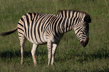 Fototapeta na wymiar Zebra im Addo Elephant Nationalpark in Südafrika