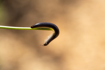 black portuguese millipede close up