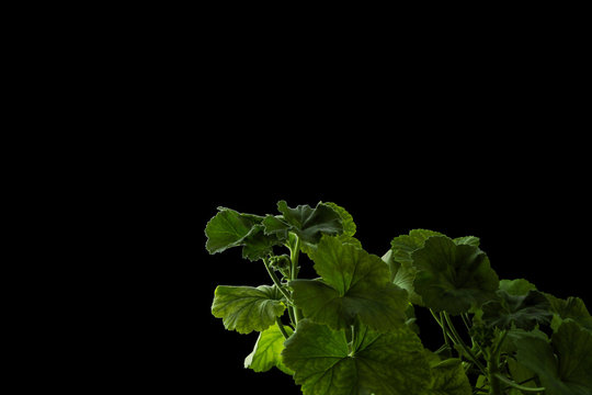 Pelargonium grandiflorum green plant and black background