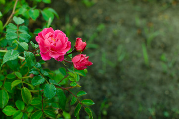 Blooming wild rose buds on a green background.