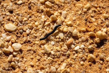 black portuguese millipede close up