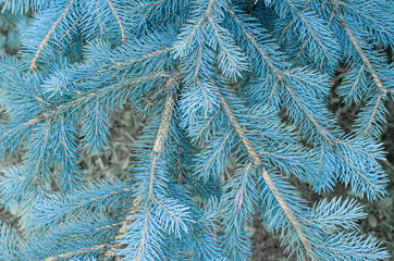 Bright blue needles of the Christmas tree. Shades of blue. Bright blue background