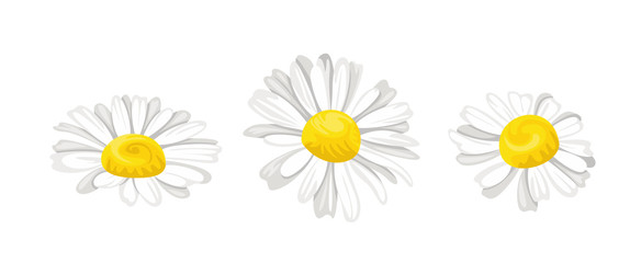 Daisy isolated on white background. Vector illustration of three chamomile flower heads in cartoon flat style. Floral icons.