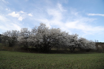 Fototapeta na wymiar Flowers of the cherry blossoms on a spring day.savsat/artvin