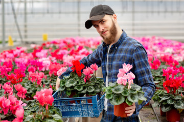 Male florist with a box of cyclamen in his hands. Pink cyclamen plants in pots. Gardening and floristics. Working with flowers and plants