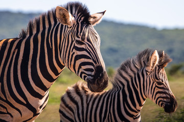 Zebra im Addo Elephant Nationalpark in Südafrika
