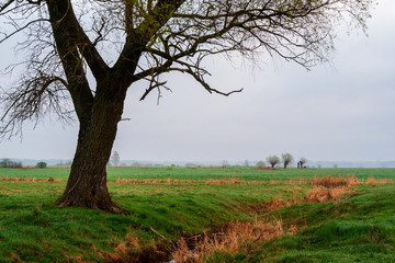 Fototapeta premium Podlaskie wierzby. Wiosna na Podlasiu. Dolina Narwi. Polska