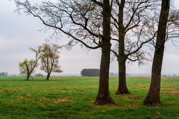 Fototapeta premium Podlaskie wierzby. Wiosna na Podlasiu. Dolina Narwi. Polska